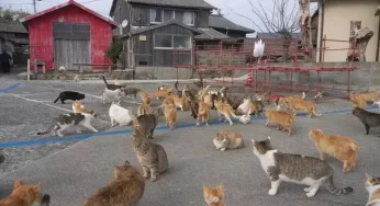 Rekomendasi 5 Pulau Kucing di Jepang, Surga Tersembunyi untuk Para Cat Lovers